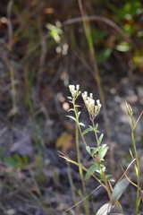 Eupatorium subvenosum
