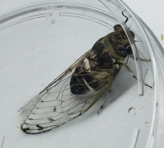 Cicadidae