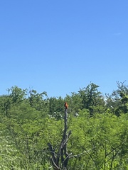 Euplectes franciscanus