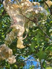 Hyphantria cunea