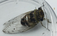 Cicadidae