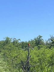 Euplectes franciscanus