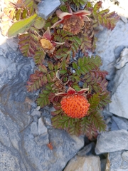 Rubus taiwanicola