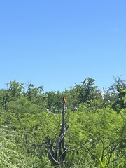 Euplectes franciscanus