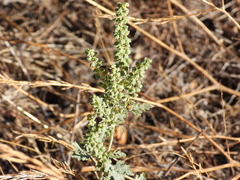 Ambrosia acanthicarpa