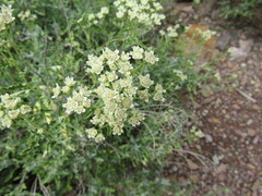 Parthenium incanum