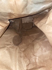 Pisolithus tinctorius