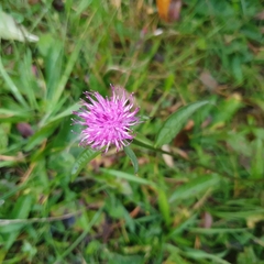 Centaurea nigra