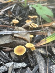 Pholiotina rugosa