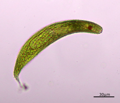 Lepocinclis fusca
