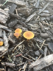 Pholiotina rugosa