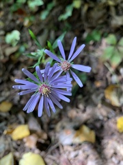 Symphyotrichum