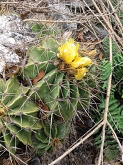 Ferocactus echidne victoriensis