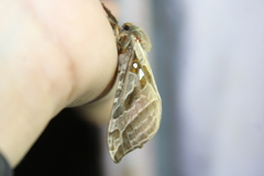 Sthenopis argenteomaculatus