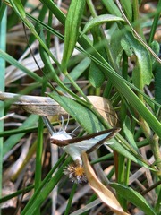 Diaphania