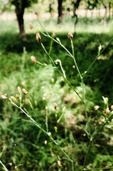 Schkuhria pinnata
