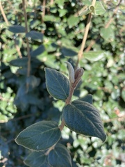 Viburnum rhytidophyllum