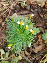 Tagetes filifolia