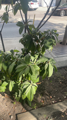 Eriobotrya japonica