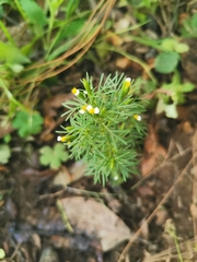 Tagetes filifolia