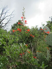 Ipomopsis aggregata formosissima