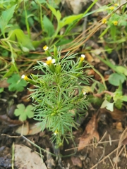 Tagetes filifolia