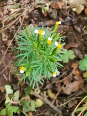 Tagetes filifolia