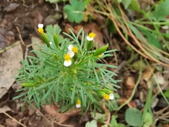 Tagetes filifolia