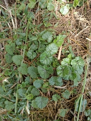 Rubus pectinellus