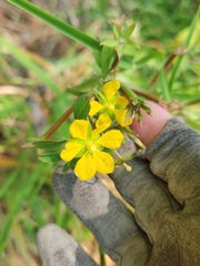 Ludwigia leptocarpa