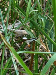 Diaphania
