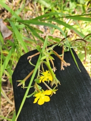 Ludwigia leptocarpa