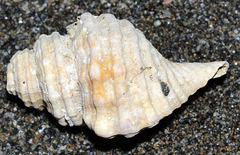 Monoplex parthenopeus