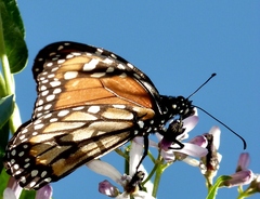 Danaus erippus