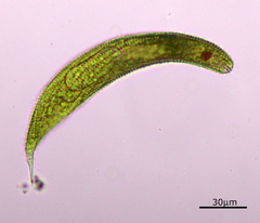 Lepocinclis fusca