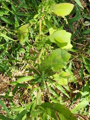 Ludwigia leptocarpa