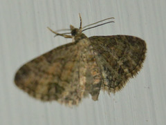 Eupithecia inturbata
