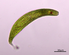 Lepocinclis fusca