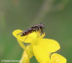 Platycheirus chalconota