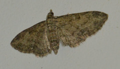 Eupithecia inturbata