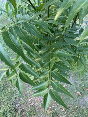 Azadirachta indica