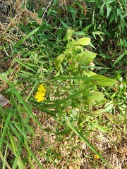 Ludwigia leptocarpa