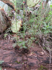 Ipomopsis aggregata formosissima