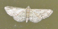 Eupithecia inturbata