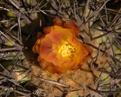 Copiapoa coquimbana