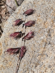Bouteloua chondrosioides