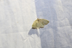 Thalera pistasciaria