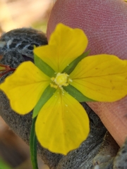 Ludwigia linearis