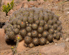 Copiapoa coquimbana