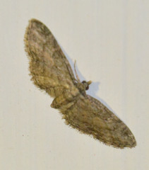 Eupithecia inturbata